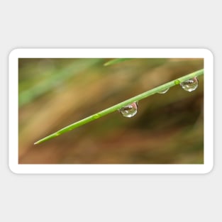 Morning Dew on Grass Sticker